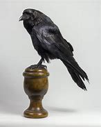 Image result for Raven and Crow Taxidermy