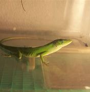 Image result for Long-Tailed Anole