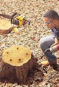 Image result for Killing a Tree Stump