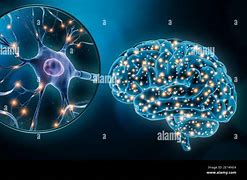 Image result for Human Brain Cells Neurons