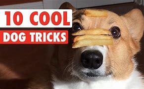 Image result for Cool Dog Tricks