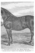 Image result for Cleveland Bay Horse Book