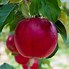 Image result for Full-Grown Semi-Dwarf Apple Tree