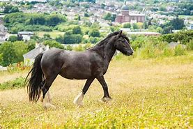 Image result for UK Horse Breeds