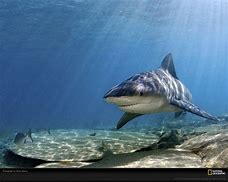Image result for Tiger Shark iPhone