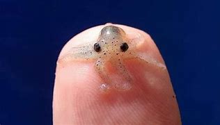 Image result for Smallest Animal in the World