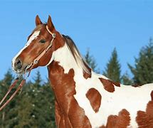 Image result for Fuunny Paint Horse