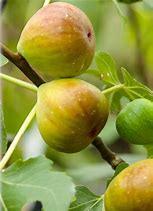 Image result for Ficus carica Bianco