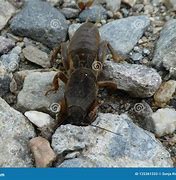 Image result for Mole Cricket Insect
