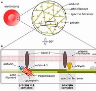 Image result for actin�metr0