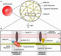Image result for actin�metrk