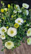 Bildergebnis für Arenaria montana Summer Lemon