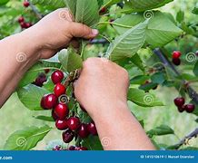 Image result for Cherry Fruit Picker