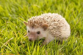 Image result for Pygmy African Hedgehog with Hat