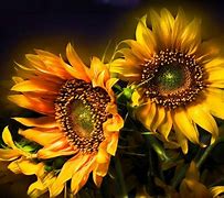 Image result for Sunflower Photos/Wallpaper