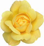 Image result for Yellow Aesthetic Flower Transparent
