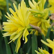 Image result for Narcissus Rip van Winkle