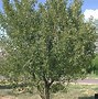 Prunus cerasus Neskora に対する画像結果