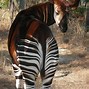 Image result for African Unicorn Okapi