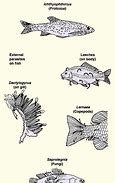Fish Parasites に対する画像結果