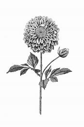 Image result for Black and White Botanical Images