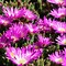 Image result for Delosperma sutherlandii Peach Star