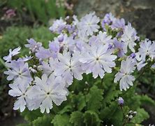 Image result for Primula sieboldii Queen of Whites