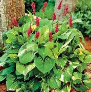 Image result for Persicaria virginiana Painters Palette