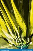 Image result for Yellow Streak Down Your Back
