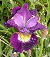 Image result for Iris sibirica Ruby Wine