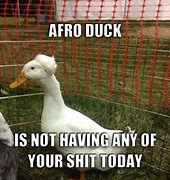 Image result for Afro Duck Meme