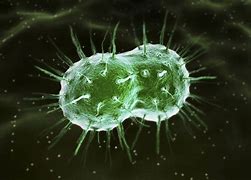 Image result for Type-7 Gonorrhea