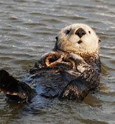 sea otter 的图像结果