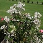 Image result for Clematis bonstedtii Crépuscule