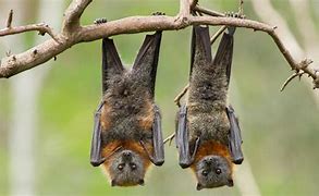 Image result for Spotted Bat Hanging Upside Down