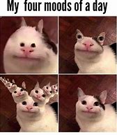 Image result for Cat Meme Generator