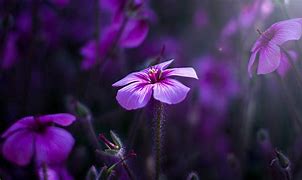 Image result for Purple Flowers Wallpaper for Phone