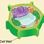 Image result for Cell Wall