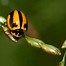 Image result for Ladybug Stripes