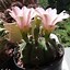 Image result for Flowering Cactus Plants