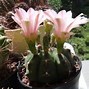 Image result for Circle Cactus