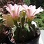 Image result for Beautiful Cactus