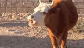 Image result for Funny Animated Cows