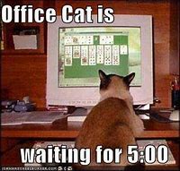 Image result for Office Cat Meme Funny