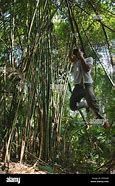 Image result for Climbing On Jungle Tree Vines