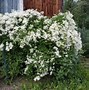 Image result for Types of Clematis Vines