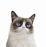Image result for Grumpy Cat Head