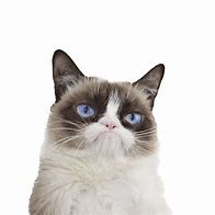 Image result for Angry Cat Face PNG