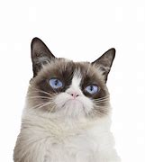 Image result for Grumpy Cat Sad Face