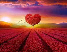 Image result for Heart Sunset Wallpaper